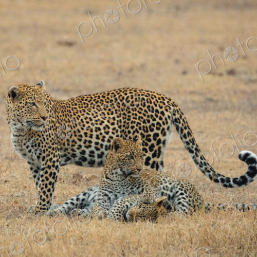 Leopard, Panthera pardus, female leopard with cubs.