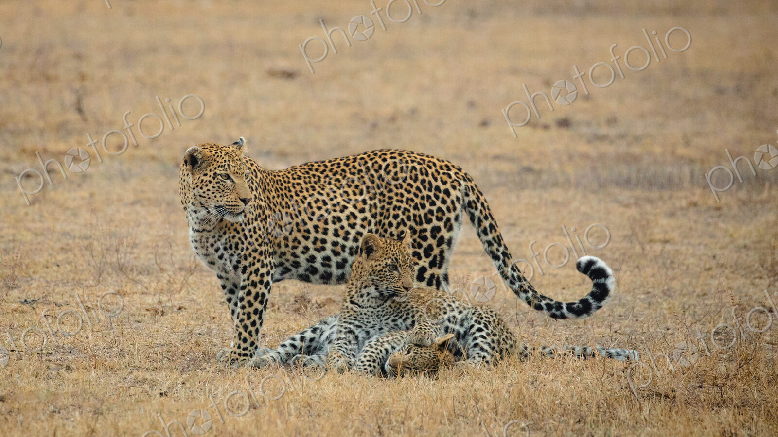Leopard, Panthera pardus, female leopard with cubs.