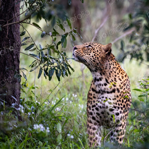 Leopard, Panthera pardus, female looking up at tree.