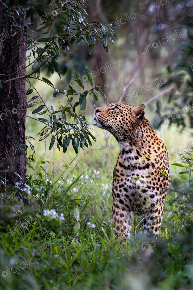 Leopard, Panthera pardus, female looking up at tree.