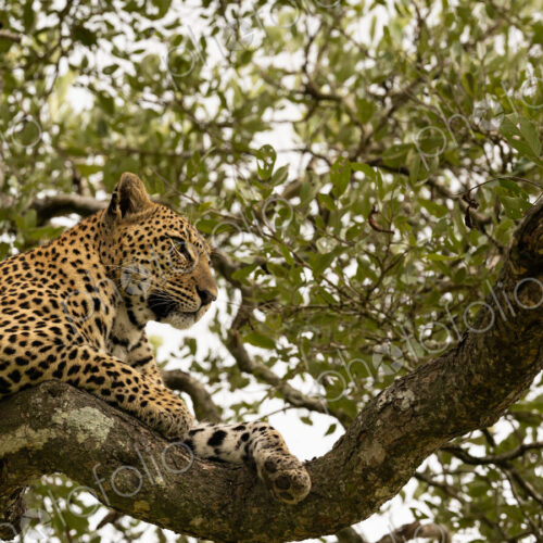 Leopard, Panthera pardus, female lying in tree. Leopard, Panthera pardus, female lying in tree.