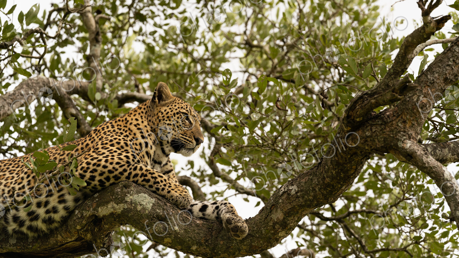 Leopard, Panthera pardus, female lying in tree.