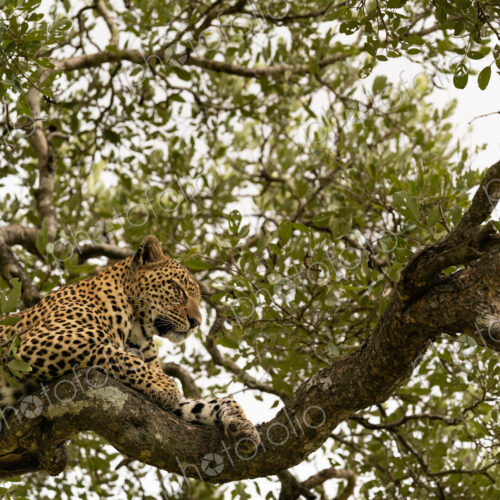 Leopard, Panthera pardus, female lying in tree. Leopard, Panthera pardus, female lying in tree.