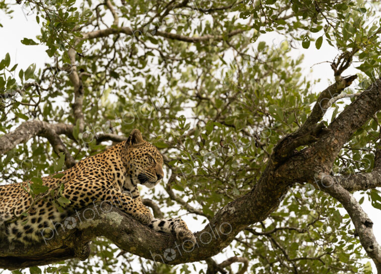Leopard, Panthera pardus, female lying in tree.