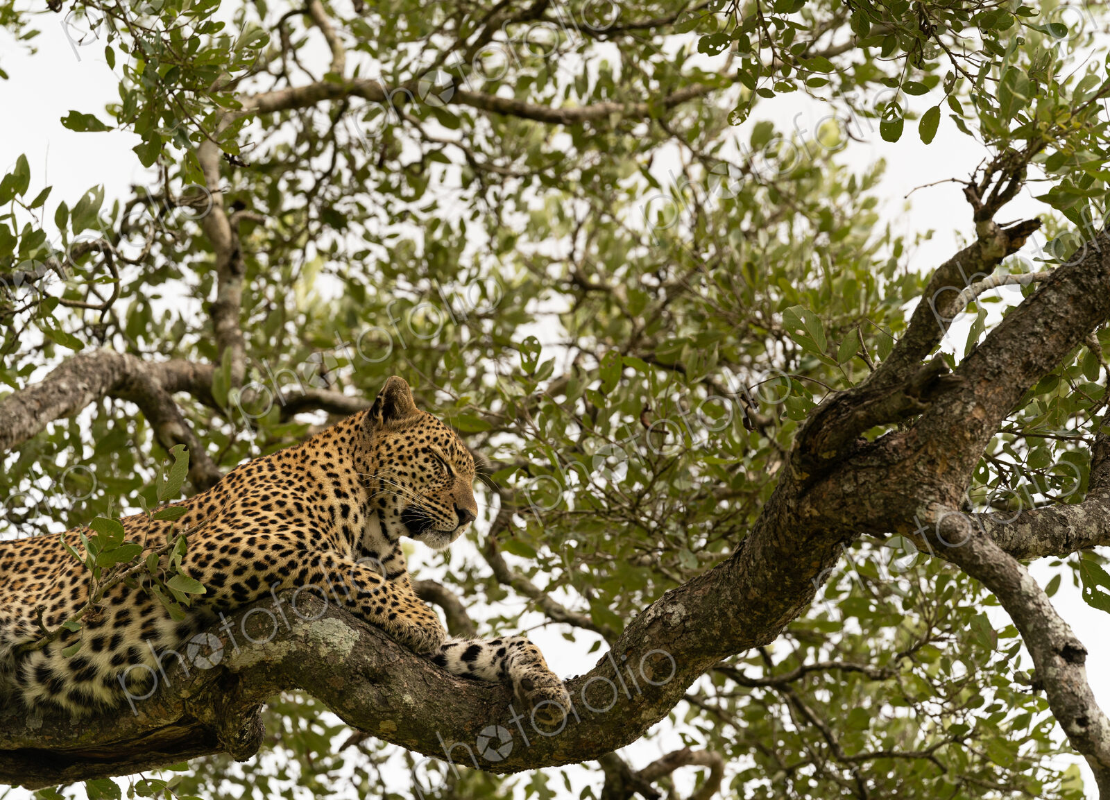 Leopard, Panthera pardus, female lying in tree.