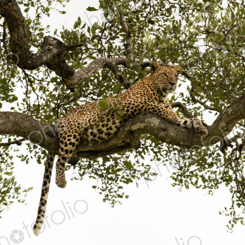 Leopard, Panthera pardus, female lying in tree. Leopard, Panthera pardus, female lying in tree.