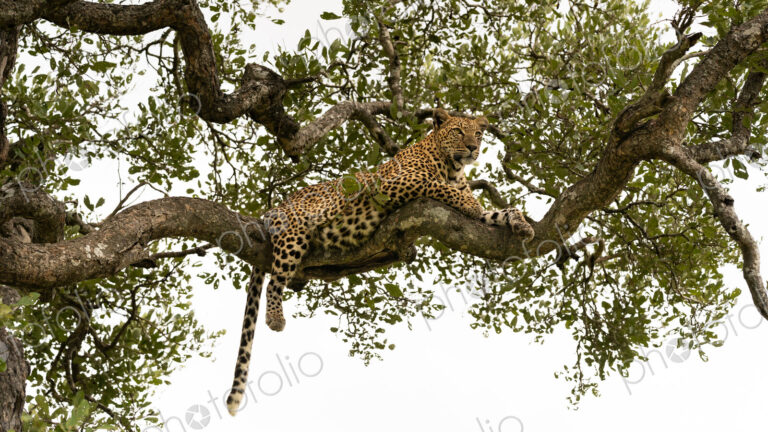 Leopard, Panthera pardus, female lying in tree.