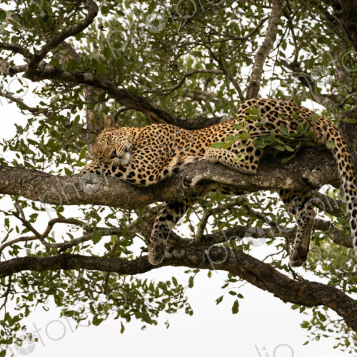 Leopard, Panthera pardus, female lying in tree, sleeping. Leopard, Panthera pardus, female lying in tree, sleeping.
