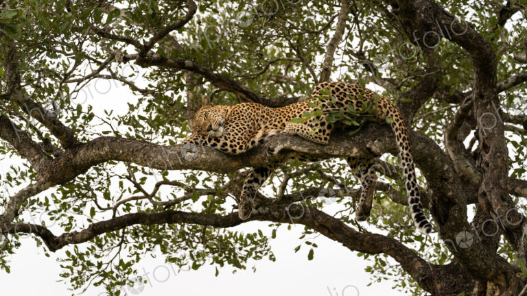 Leopard, Panthera pardus, female lying in tree, sleeping.