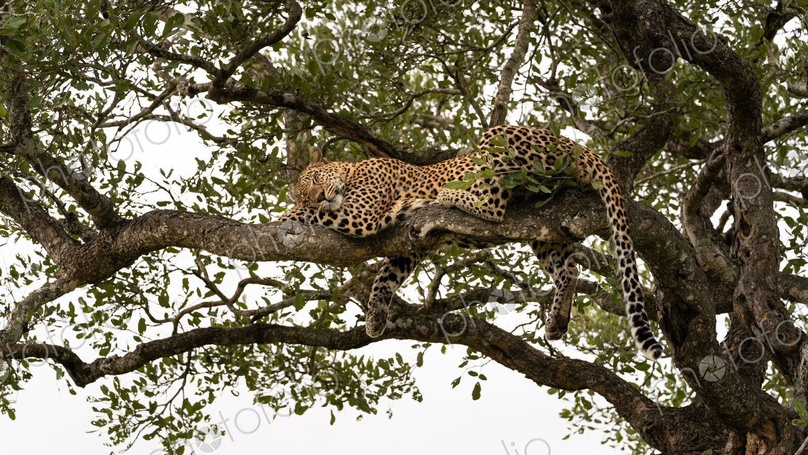 Leopard, Panthera pardus, female lying in tree, sleeping.