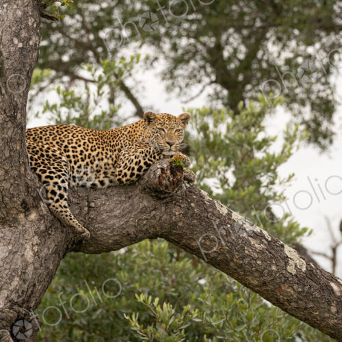 Leopard, Panthera pardus, female lying on fallen over tree. Leopard, Panthera pardus, female lying on fallen over tree.