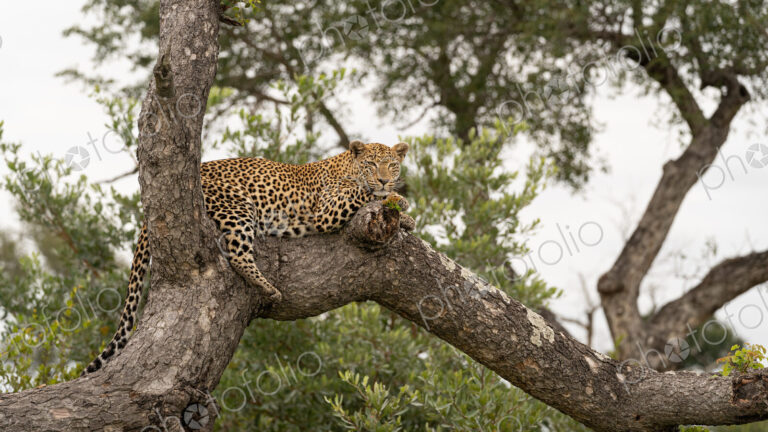 Leopard, Panthera pardus, female lying on fallen over tree.
