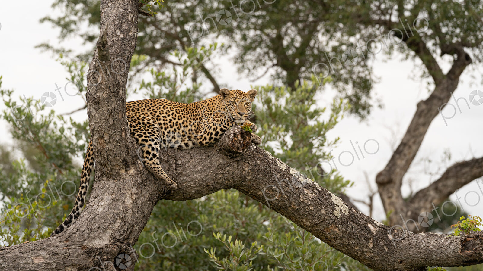 Leopard, Panthera pardus, female lying on fallen over tree.
