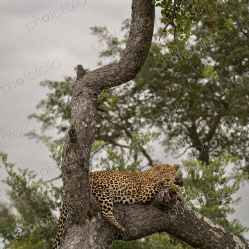 Leopard, Panthera pardus, female lying on fallen over tree. Leopard, Panthera pardus, female lying on fallen over tree.