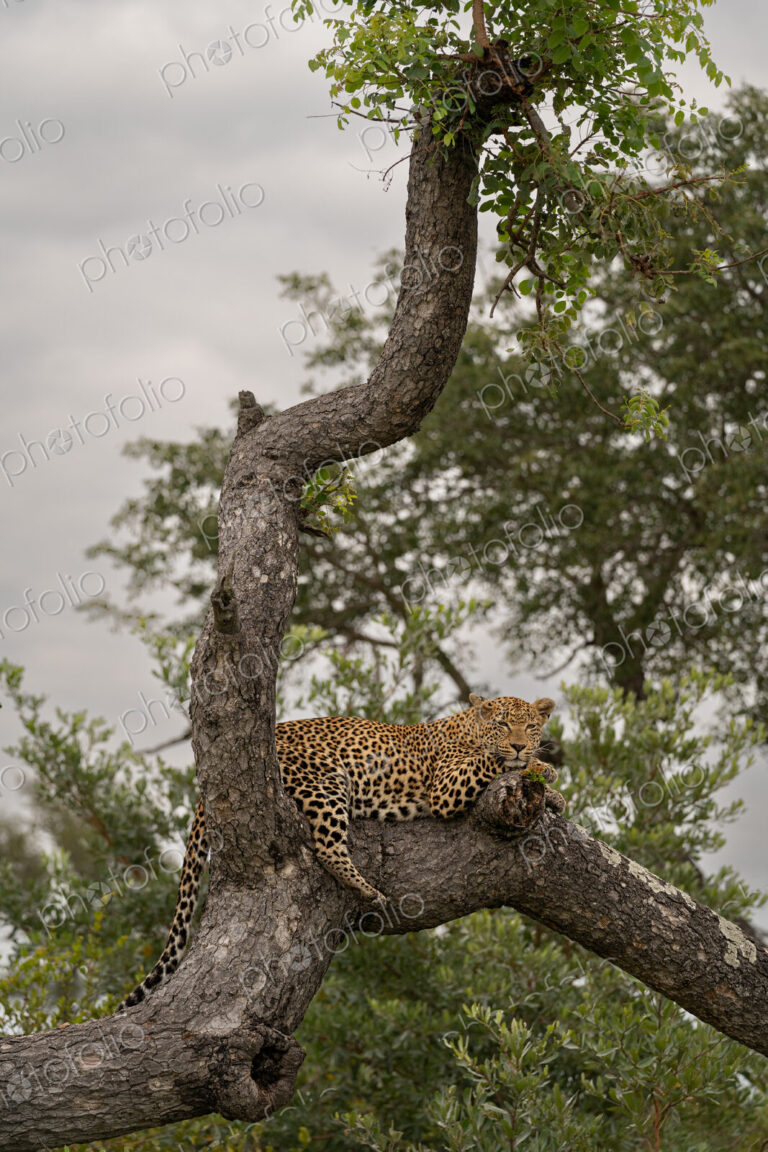 Leopard, Panthera pardus, female lying on fallen over tree.