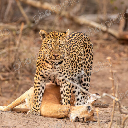 Leopard, Panthera pardus, female over impala kill.