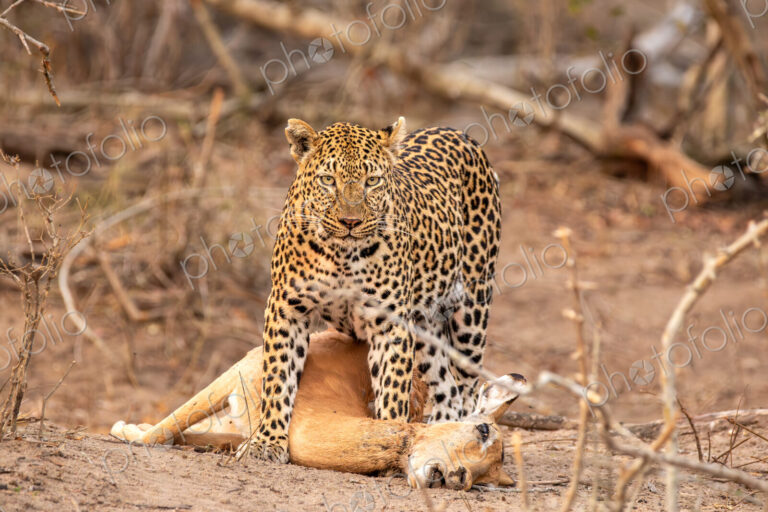 Leopard, Panthera pardus, female over impala kill.