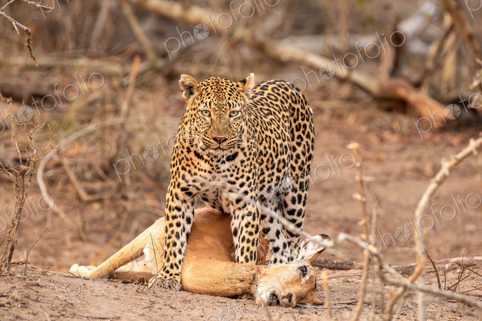 Leopard, Panthera pardus, female over impala kill.