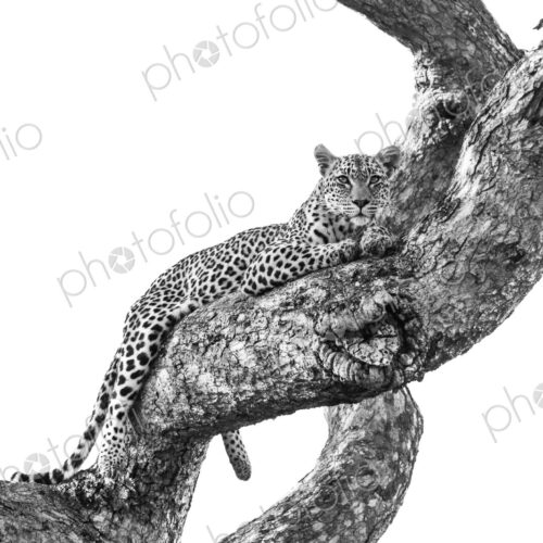 Leopard, Panthera pardus, female resting in marula tree, black and white. Leopard, Panthera pardus, female resting in marula tree, black and white.