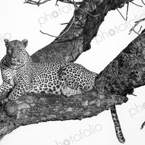 Leopard, Panthera pardus, female resting in tree fork, in black and white. Leopard, Panthera pardus, female resting in tree fork, in black and white.
