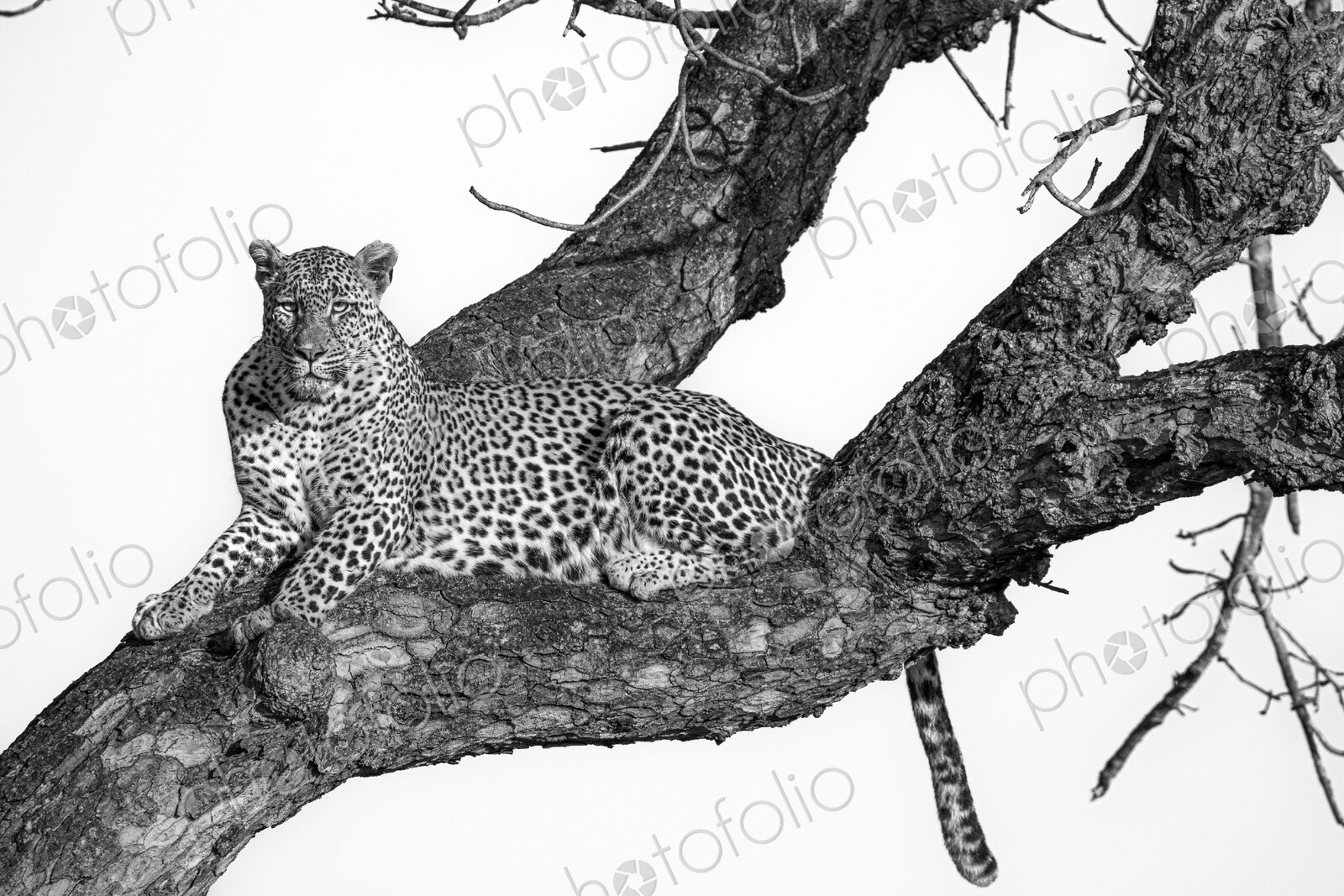 Leopard, Panthera pardus, female resting in tree fork, in black and white.