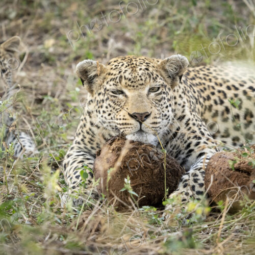 Leopard, Panthera pardus, female rests her head on a ball of elephant dung. Leopard, Panthera pardus, female rests her head on a ball of elephant dung.
