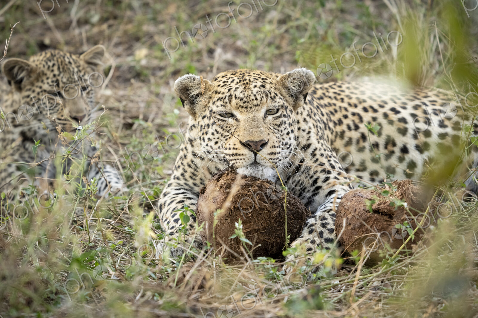 Leopard, Panthera pardus, female rests her head on a ball of elephant dung.
