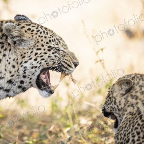 Leopard, Panthera pardus, female snarling at her cub. Leopard, Panthera pardus, female snarling at her cub.