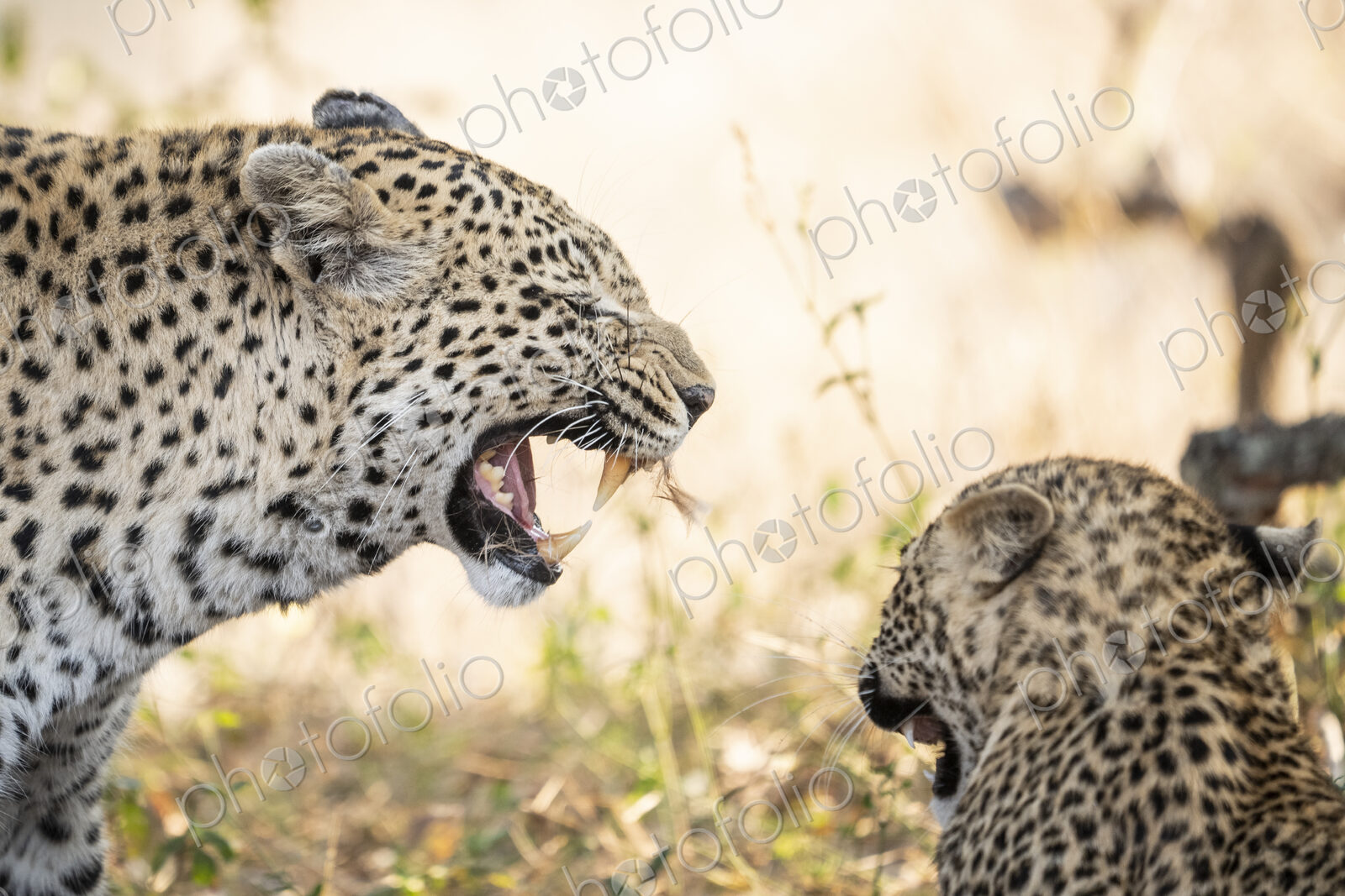 Leopard, Panthera pardus, female snarling at her cub.