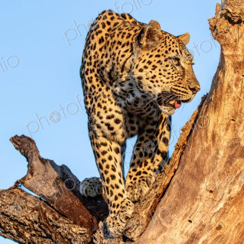 Leopard, Panthera pardus, female standing in tree fork.