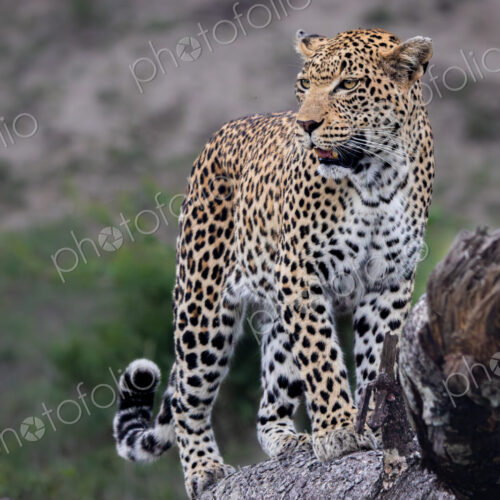 Leopard, Panthera pardus, female walking on a log. Leopard, Panthera pardus, female walking on a log.