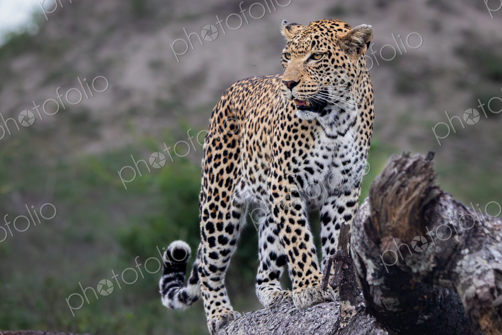 Leopard, Panthera pardus, female walking on a log.