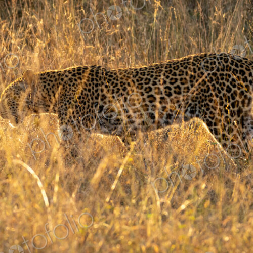 Leopard, Panthera pardus, female walking through grass, golden light.