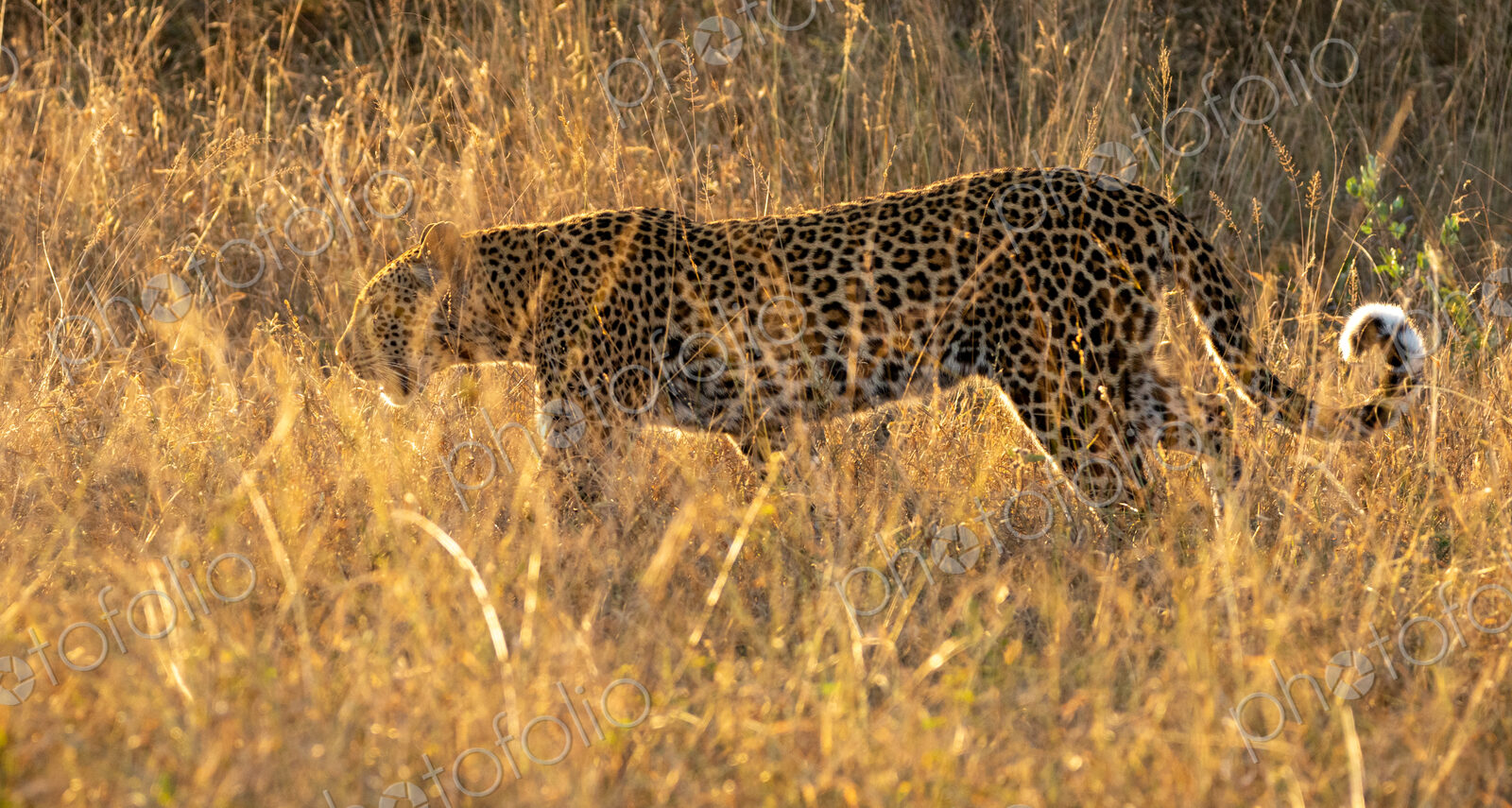 Leopard, Panthera pardus, female walking through grass, golden light.