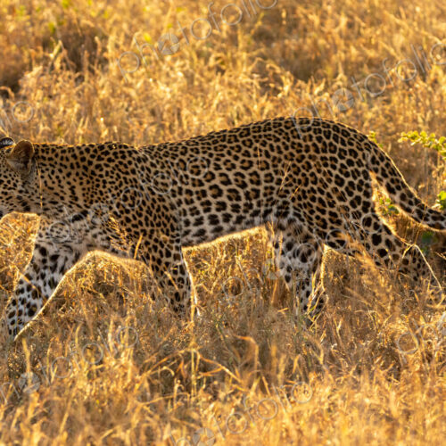 Leopard, Panthera pardus, female walking through grass, golden light.