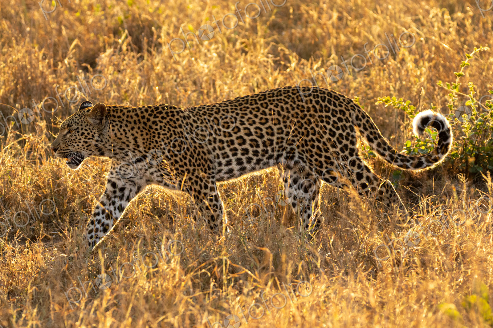 Leopard, Panthera pardus, female walking through grass, golden light.