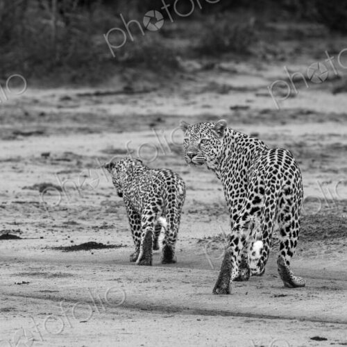 Leopard, Panthera pardus, female with cub walking together, in black and white. Leopard, Panthera pardus, female with cub walking together, in black and white.