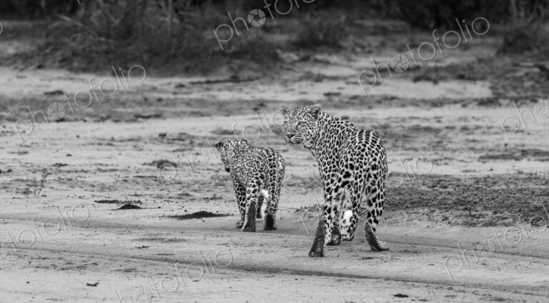 Leopard, Panthera pardus, female with cub walking together, in black and white.