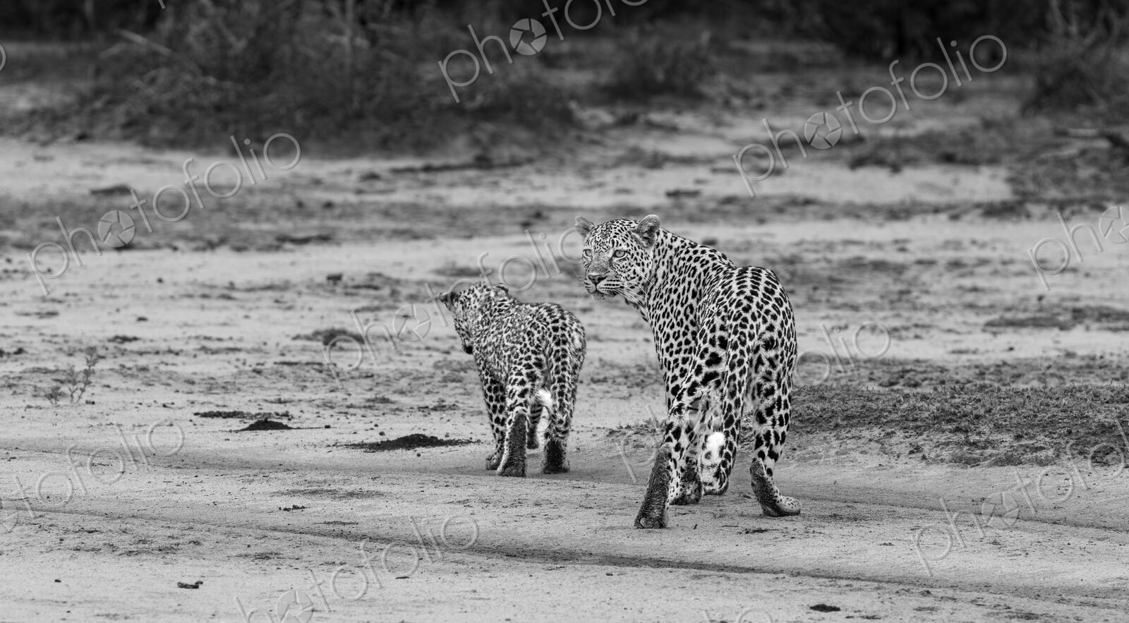 Leopard, Panthera pardus, female with cub walking together, in black and white.