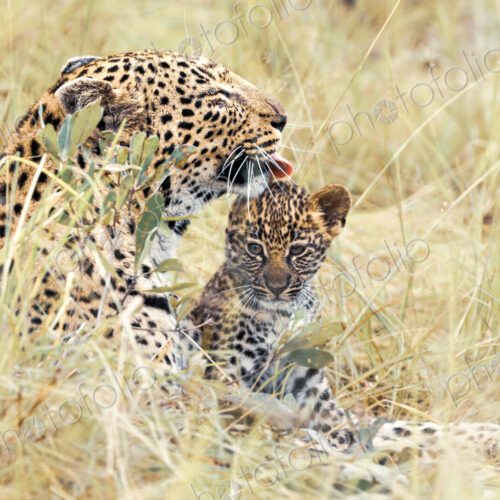 Leopard, Panthera pardus, grooming her cub. Leopard, Panthera pardus, grooming her cub.