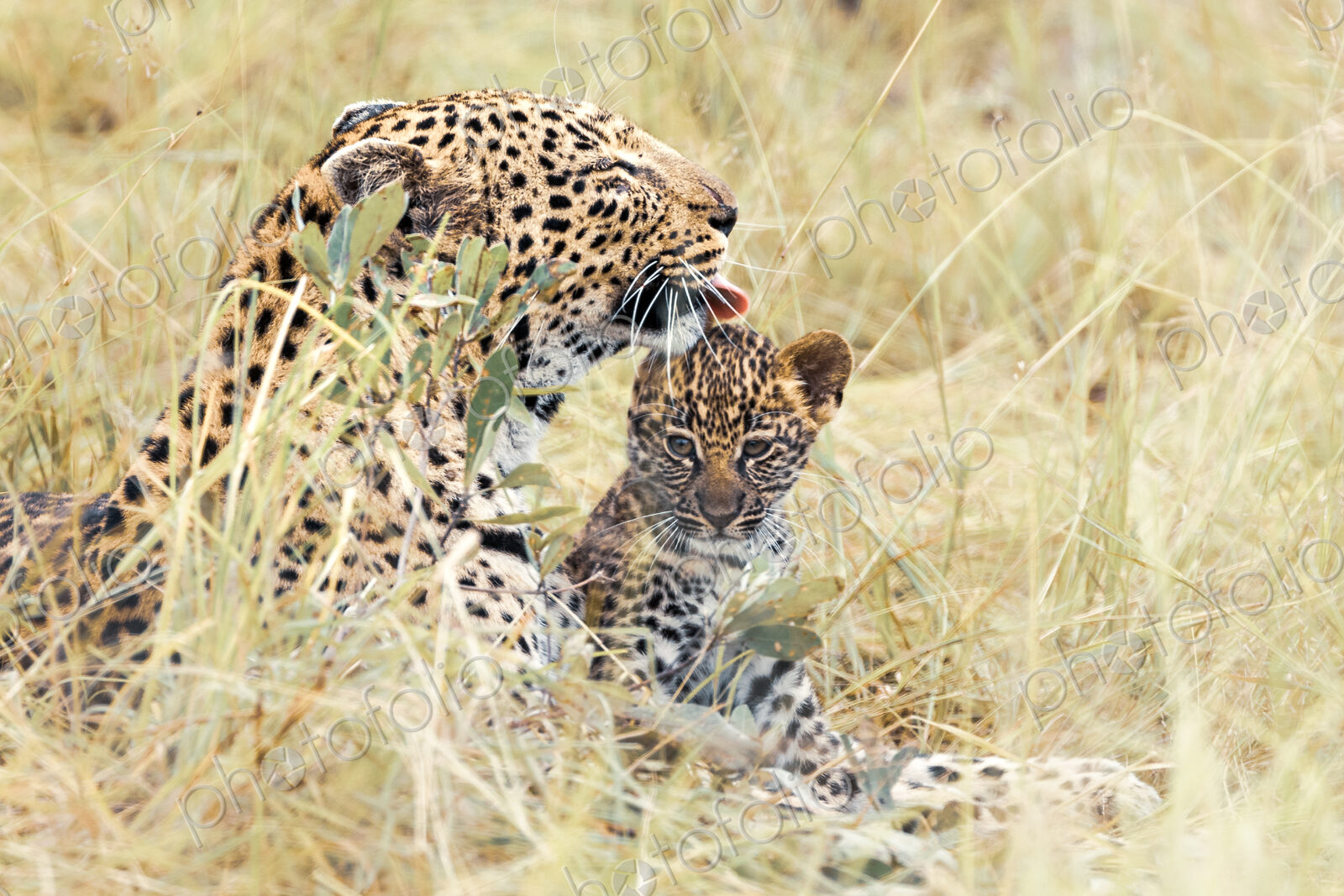 Leopard, Panthera pardus, grooming her cub.