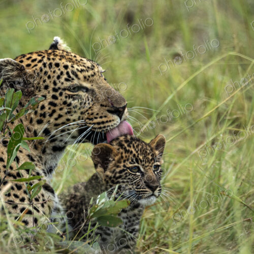 Leopard, Panthera pardus, grooming her cub. Leopard, Panthera pardus, grooming her cub.