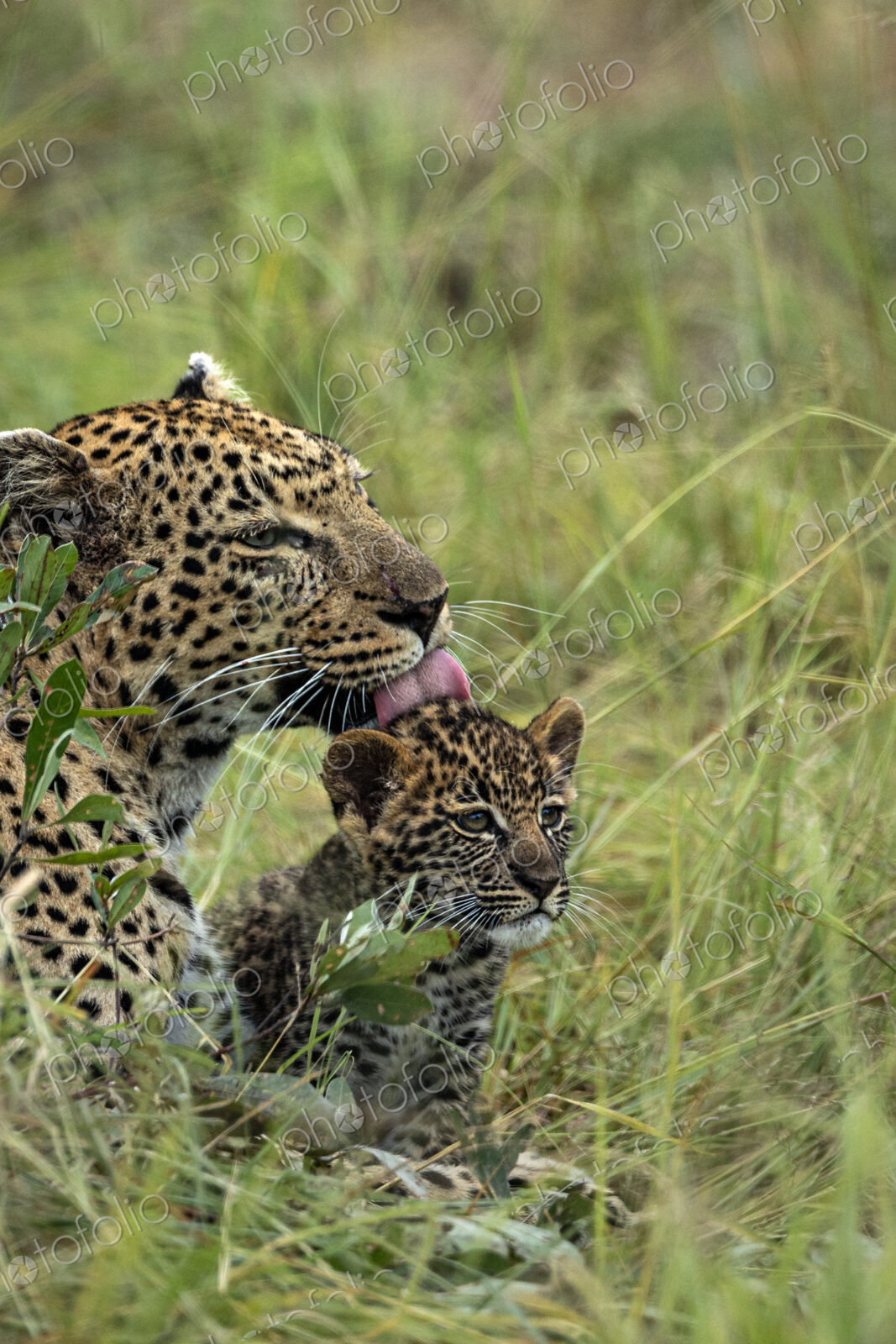 Leopard, Panthera pardus, grooming her cub.
