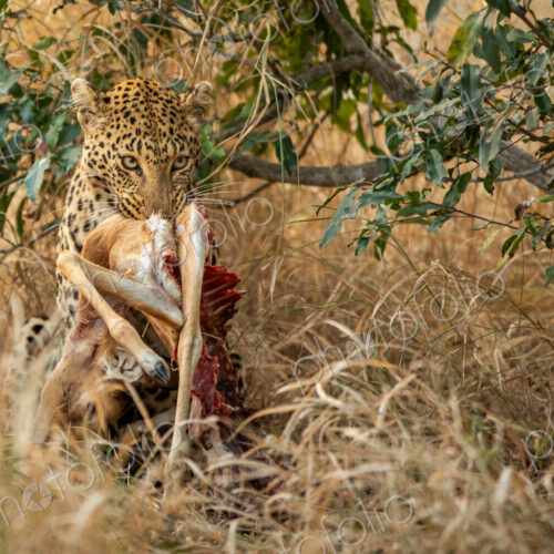 Leopard, Panthera pardus, holding an impala kill in jaws. Leopard, Panthera pardus, holding an impala kill in jaws.