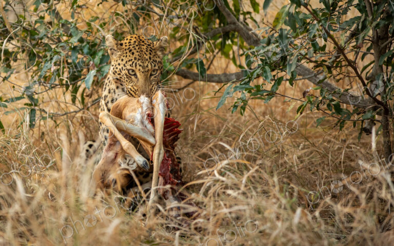 Leopard, Panthera pardus, holding an impala kill in jaws.