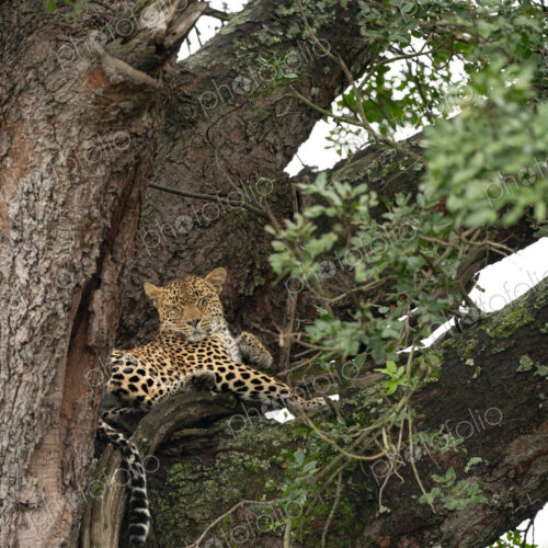 Leopard, Panthera pardus, in a jackalberry tree. Leopard, Panthera pardus, in a jackalberry tree.
