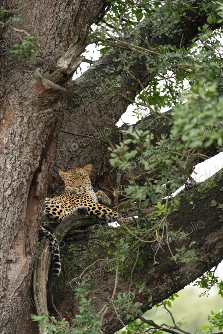Leopard, Panthera pardus, in a jackalberry tree.