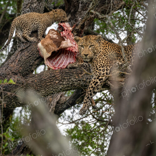 Leopard, Panthera pardus, in a tree, with cubs feeding. Leopard, Panthera pardus, in a tree, with cubs feeding.