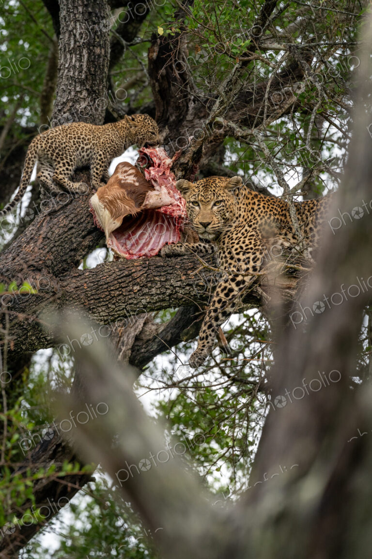 Leopard, Panthera pardus, in a tree, with cubs feeding.