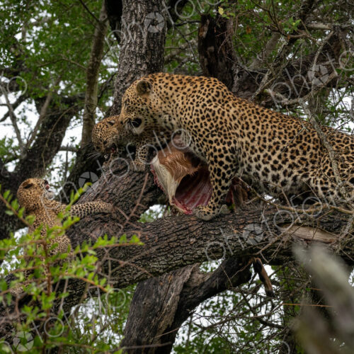 Leopard, Panthera pardus, in a tree, with cubs feeding. Leopard, Panthera pardus, in a tree, with cubs feeding.